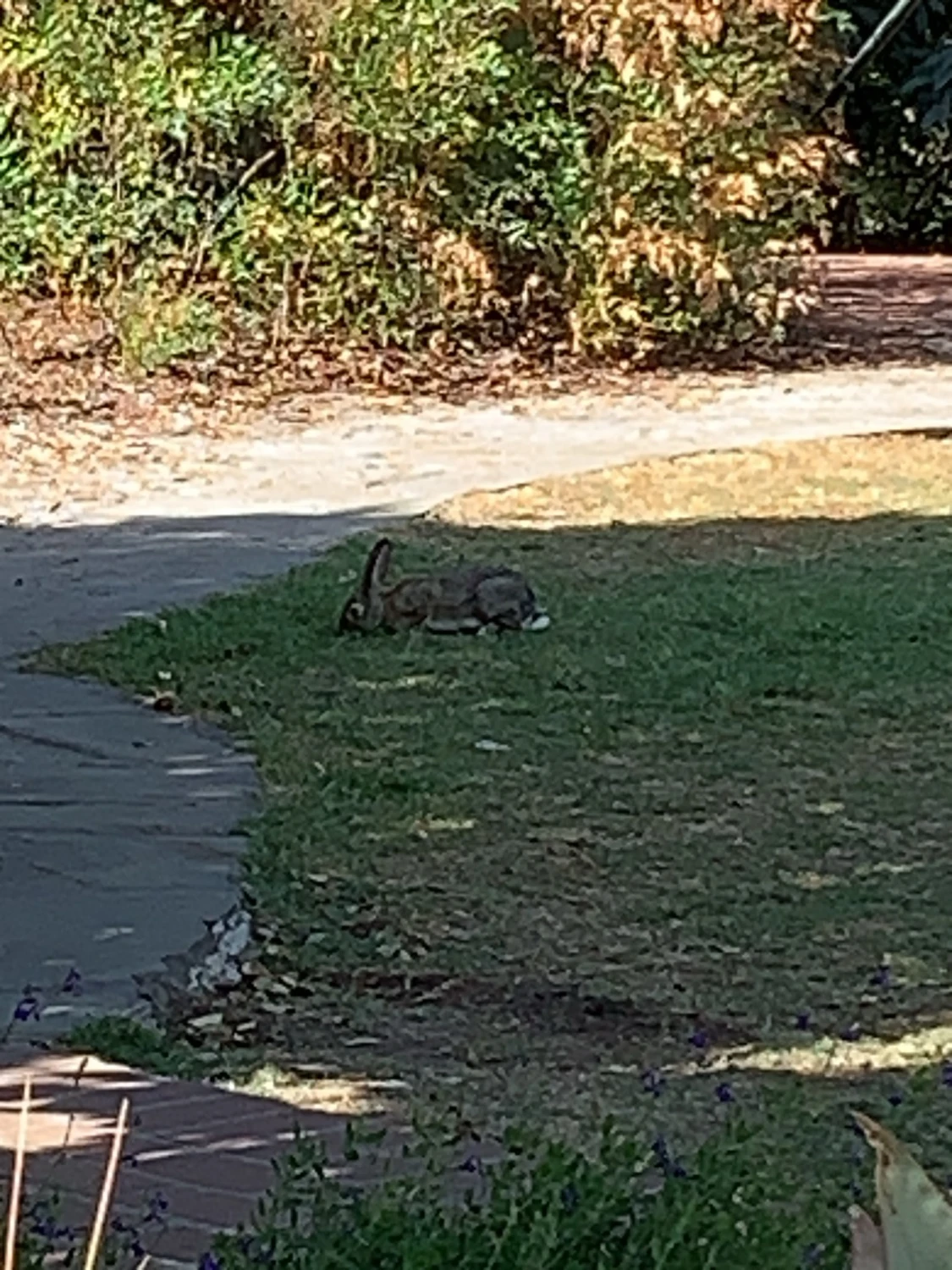 A bun peacefully grazing on grass in a yard