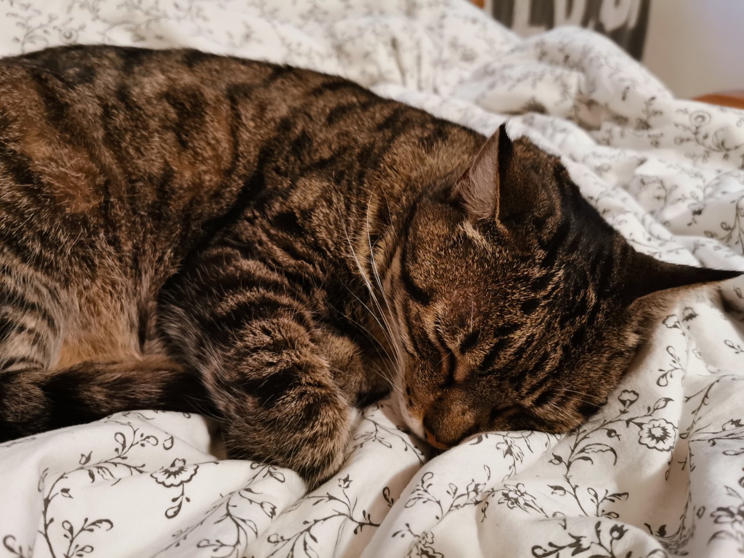 a picture of a cat lying on a bed